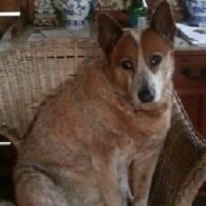 Meet your Posher, Fran